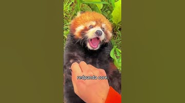 Red Panda core.