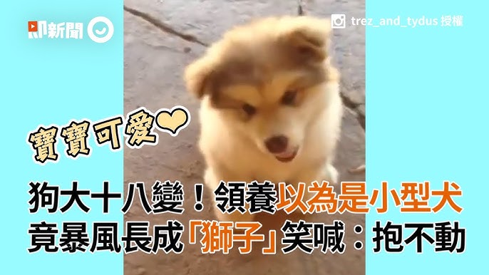 狗媽抱不動啦 以為領養小型犬2年竟長到54kg成 大獅子 阿拉斯加雪橇犬 大型犬 寵物 Youtube 狗媽抱不動啦 以為領養小型犬2年竟長到54kg成 大獅子 阿拉斯加雪橇犬 大型犬 寵物 Youtube