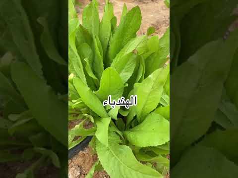نبات الشيكوريا وفوائده