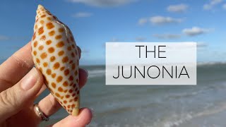 I found a super rare shell! Or did my junonia find me?