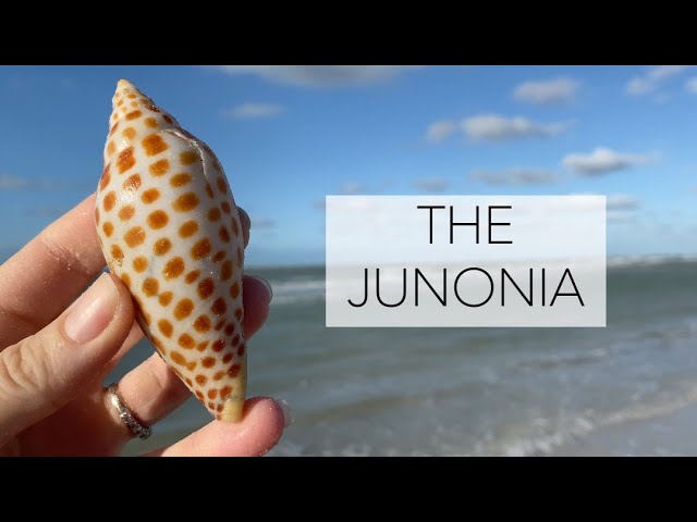 Junonia Shell BEAUTIFUL 4+ INCH SCAPHELLA JUNONIA SHELL 107 MM,