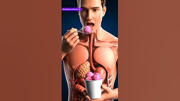 What Really Happens Inside Your Body After Eating Ice Cream | 3D Animation.