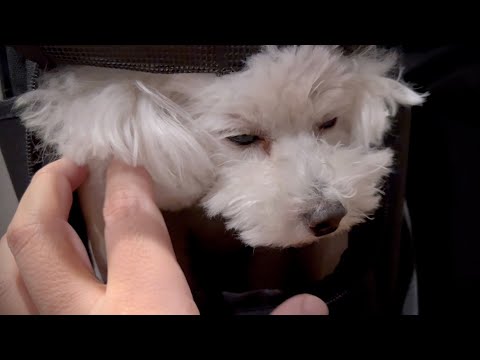 【緊急搬送】気付くのが遅くて手術することになるかもしれません