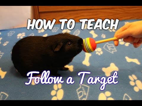 How to Teach a Guinea Pig to Touch & Follow a Target!