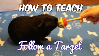 How to Teach a Guinea Pig to Touch & Follow a Target!