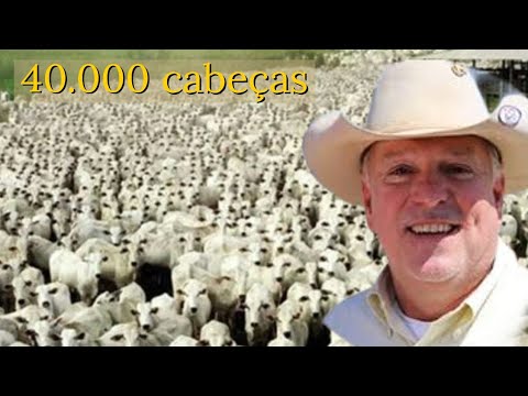 O REI DO GADO BRASILEIRO - YouTube