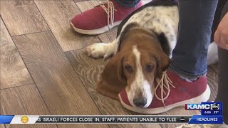 Lubbock Animal Shelter hosts event for furry friends in need