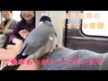 【ハプニング癒し動画】阪堺電車に乗ってきた迷い鳥・文鳥。阪堺線宿院駅～天王寺駅までの大冒険