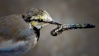 無修正0911C【鳥の捕食シーン4種】残酷に食べられる虫。丸呑みの魚。カルガモ親子が育って40日目。カワセミ、コサギ、カワウ、ハクセキレイの狩り【野鳥撮影と観察】東京、横浜、鶴見川水系