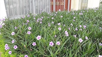 Trường THPT DTNT Ngọc Lặc