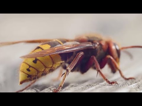 Video: Welche Dokumente Werden Für Eine Wespenpistole Benötigt