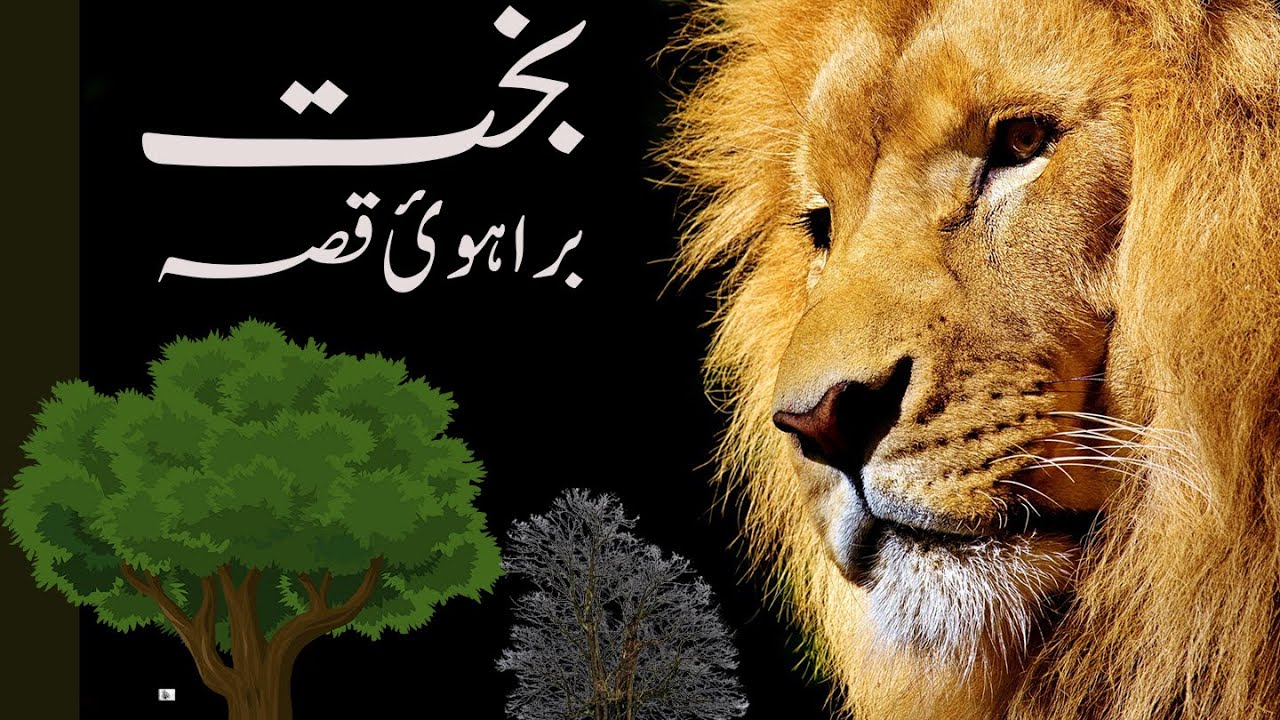 Story in Brahui Language /خاچوکا بخت /Brohi Podcast