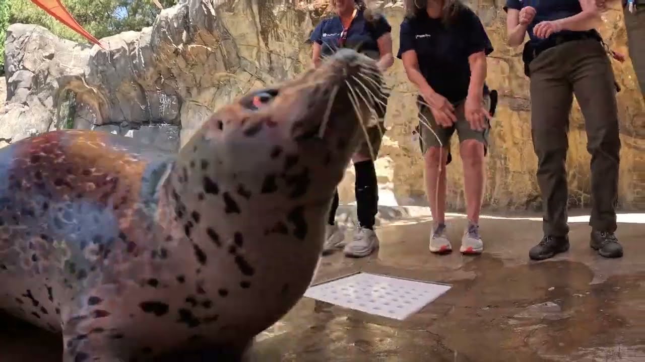 World's Oldest Harbor Seal Turns 50