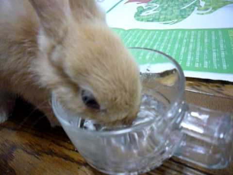 コップの水を飲むうさぎ Youtube