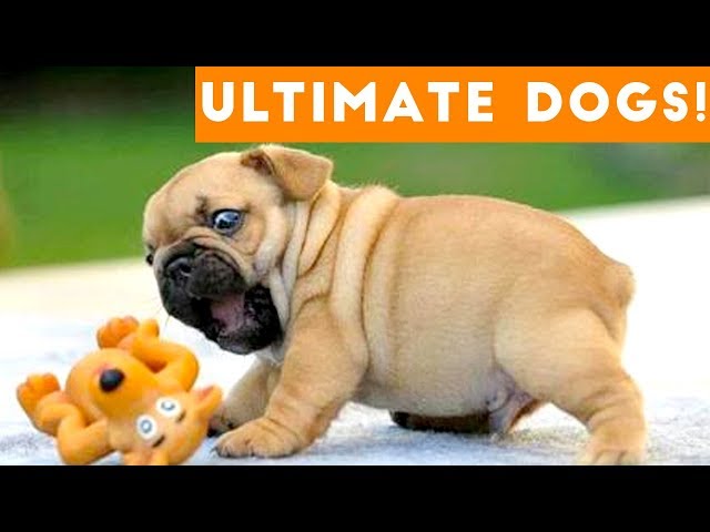 Ultimate FUNNY DOG Compilation of 2017 | Funny Pet Videos