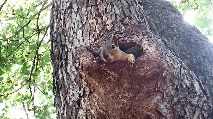 Squirrel Yawn - Austin TX Wildlife in the City