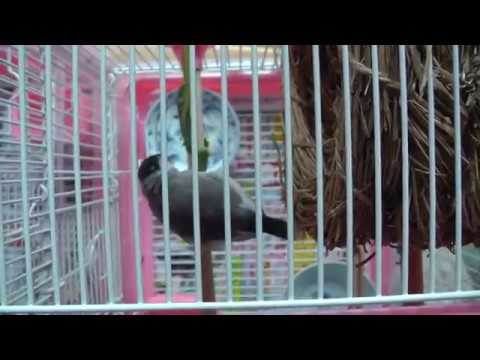【文鳥】小松菜を食べるミッキーさん [Java Sparrow]Mikky's eating komatsuna