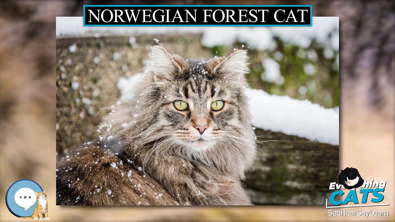 Norwegian Forest cat 🐱🦁🐯 EVERYTHING CATS 🐯🦁🐱 YouTube
