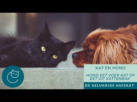 Video: Waarom uw hond niet stopt met snacken uit de kattenbak en wat te doen
