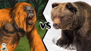 Gigantopithecus vs Grizzly Bear  Who Would Have Won Such a Battle?