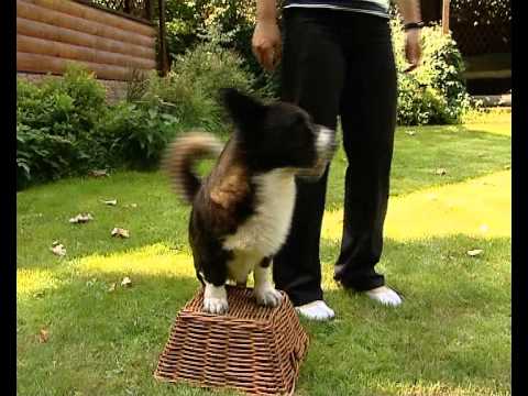 Видео: Жилетка уелска корги порода кучета хипоалергенна, здраве и продължителност на живота