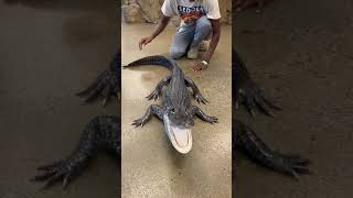 Solid Black American Alligator! 😲🐊 #animals