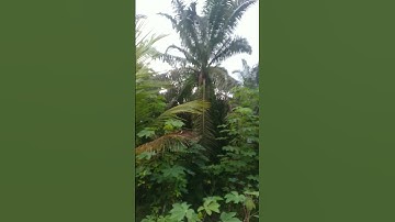 Perkutut Liar Manggung di Pelepah Pohon Sawit #perkututkaltim #shorts #shortsfeed