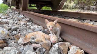 Rescue two scared kittens crawling under the train and Tragic ending if not detected in time