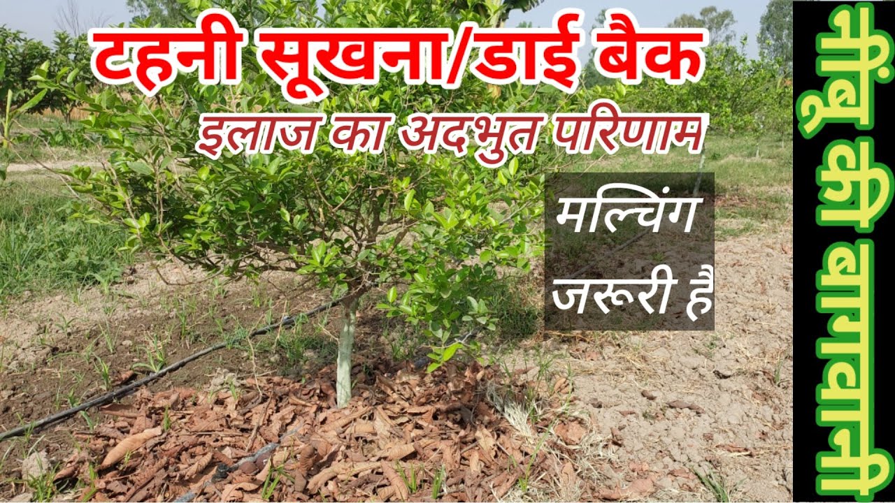 316. जड़ गलन के छोटे पौधों में मल्चिंग क्यों जरूरी है। Mulching in Phytopthora treatment.