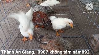 Gà Tre Tân Châu Kiểng Của A Khang- Đồng Tháp Đây.