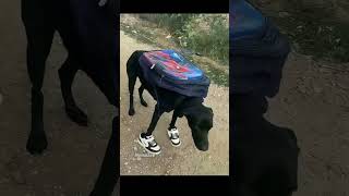 dog language