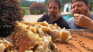 Massive Bee Hive At The Pool