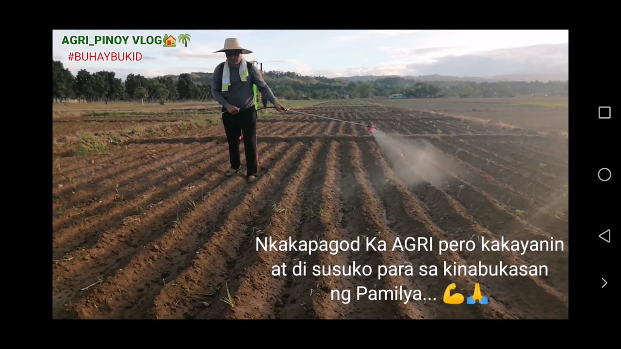 EP 35: Pag-spray ng Pamatay Damo sa Pagtatamnan ng Punlang Sibuyas