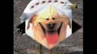 Dumb People Slideshow 2  - Featuring Photoshop Animals