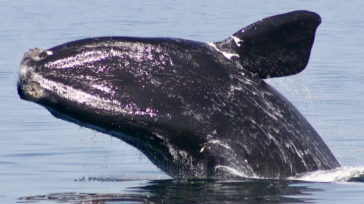 Healthy Whale, Healthy Ocean Challenge  by Maggie ...