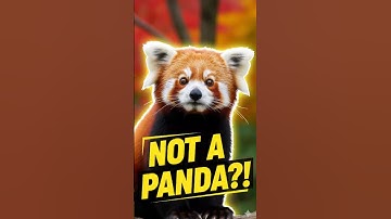 Red Pandas Aren’t Pandas?! 🦊 The Shocking Truth #shorts #animals #redpanda
