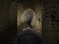 “Journey Into Darkness: A Mole’s Hidden World Below Ground”#mole#pov#wildlifedocumentary#shorts