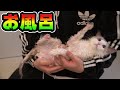 水が嫌いなラグドールVS洗いたいれじぇくん 子猫のはじめてのお風呂
