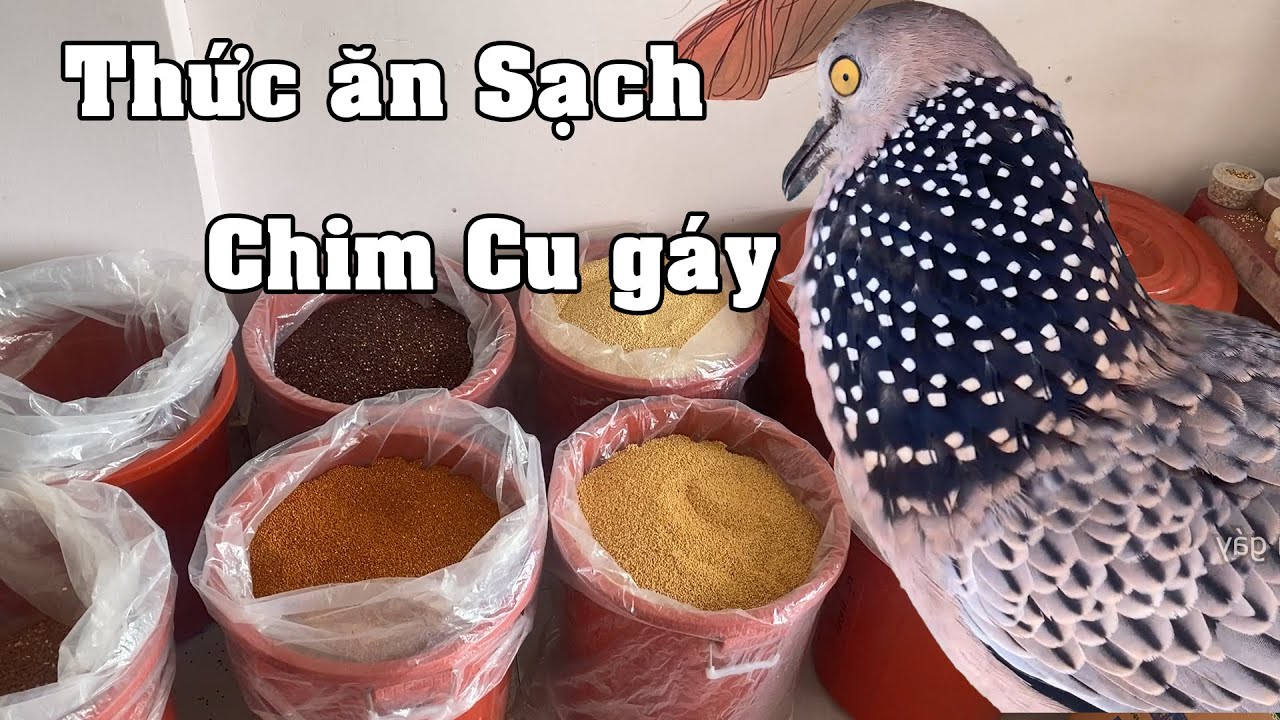Thức ăn sạch an toàn cho chim cu gáy/  SẠCH SẼ Chất Lượng Uy Tín