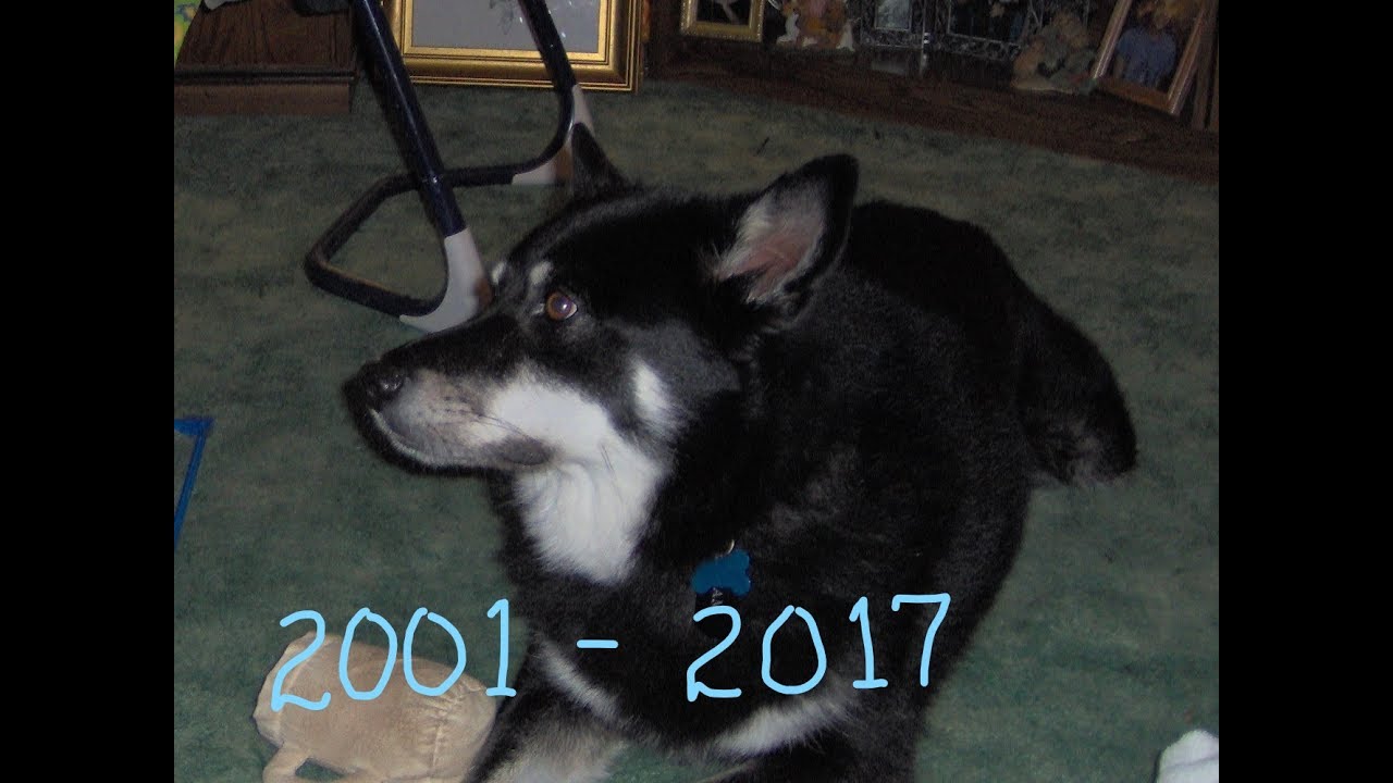 For Sam, chickens and coop update, garden and introducing Mylo YouTube