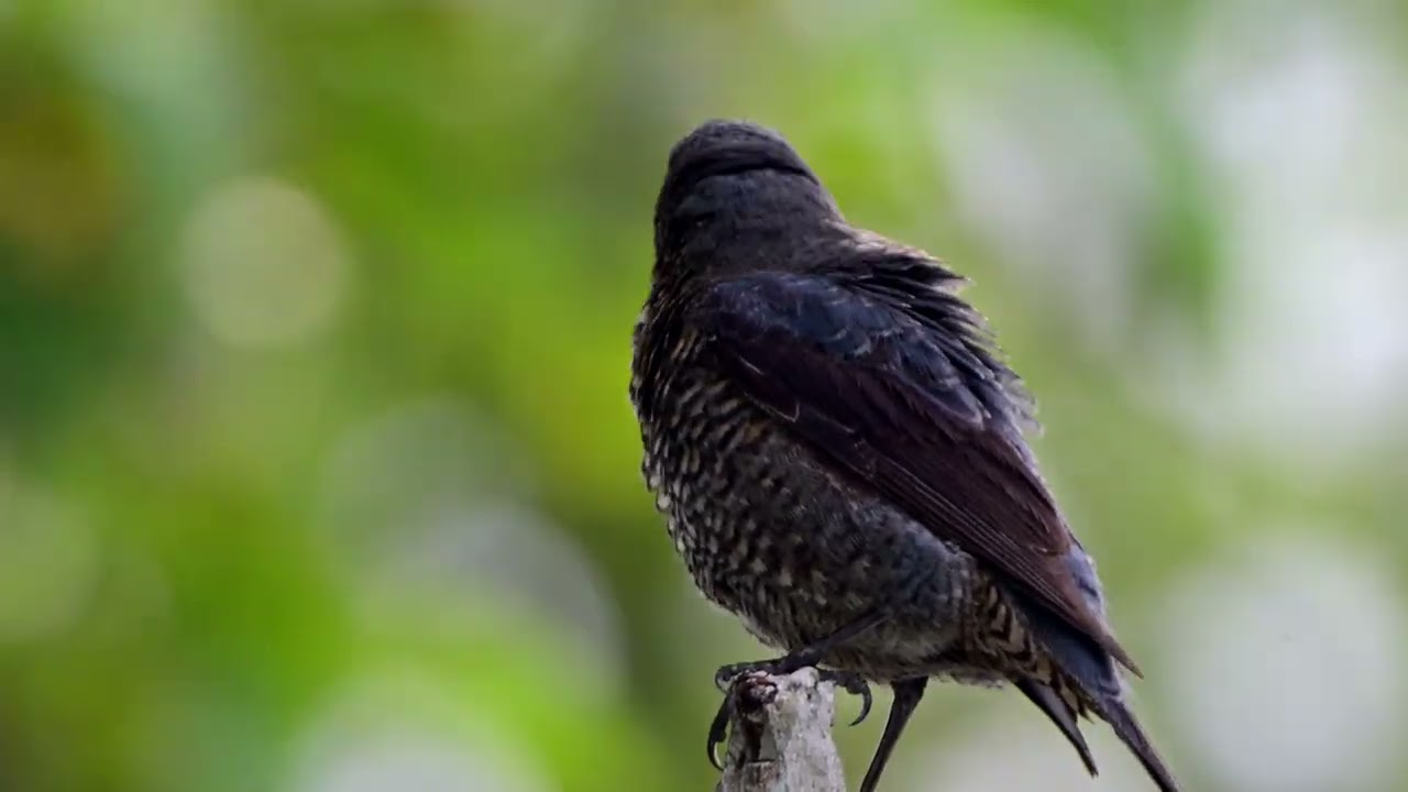 Blue Rock Thrush at Kusu Island, Mar 15, 2025Published Mar 19, 2025