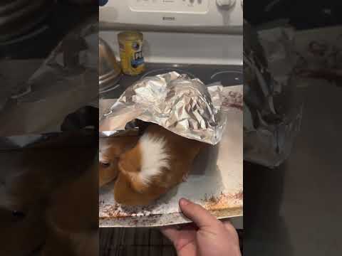 Cooking my Guinea