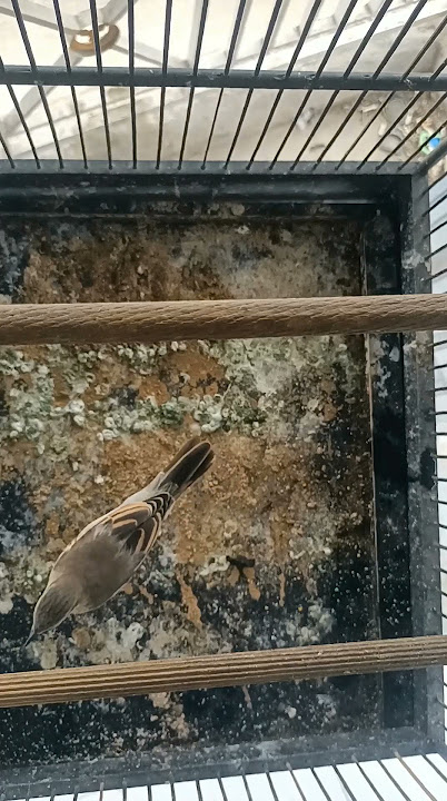 burung kapasan kemiri betina gacor untuk pancingan yang jantan