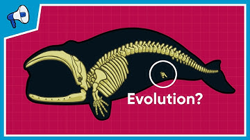 What is the Evidence for Evolution?
