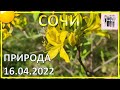 Сочи: прогулка по лесу 16.04.2022 | Субтропический рай в отдельно взятом городе