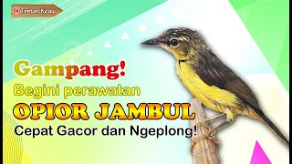 It's easy! Here's how to care for a male crested opior/leaf wren that's chirpy and full of life!