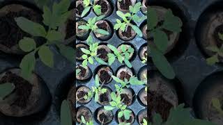 Gro-Med Coco Coir Plugs | Perfect For Growing Seedlings