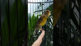 Download Lagu KENARI malas bunyi, Terapi untuk kenari masteran canary #canarysingtraining #kanareyka #canário MP3