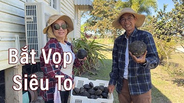 Đi bắt Vọp,rừng ngập mặn Australia