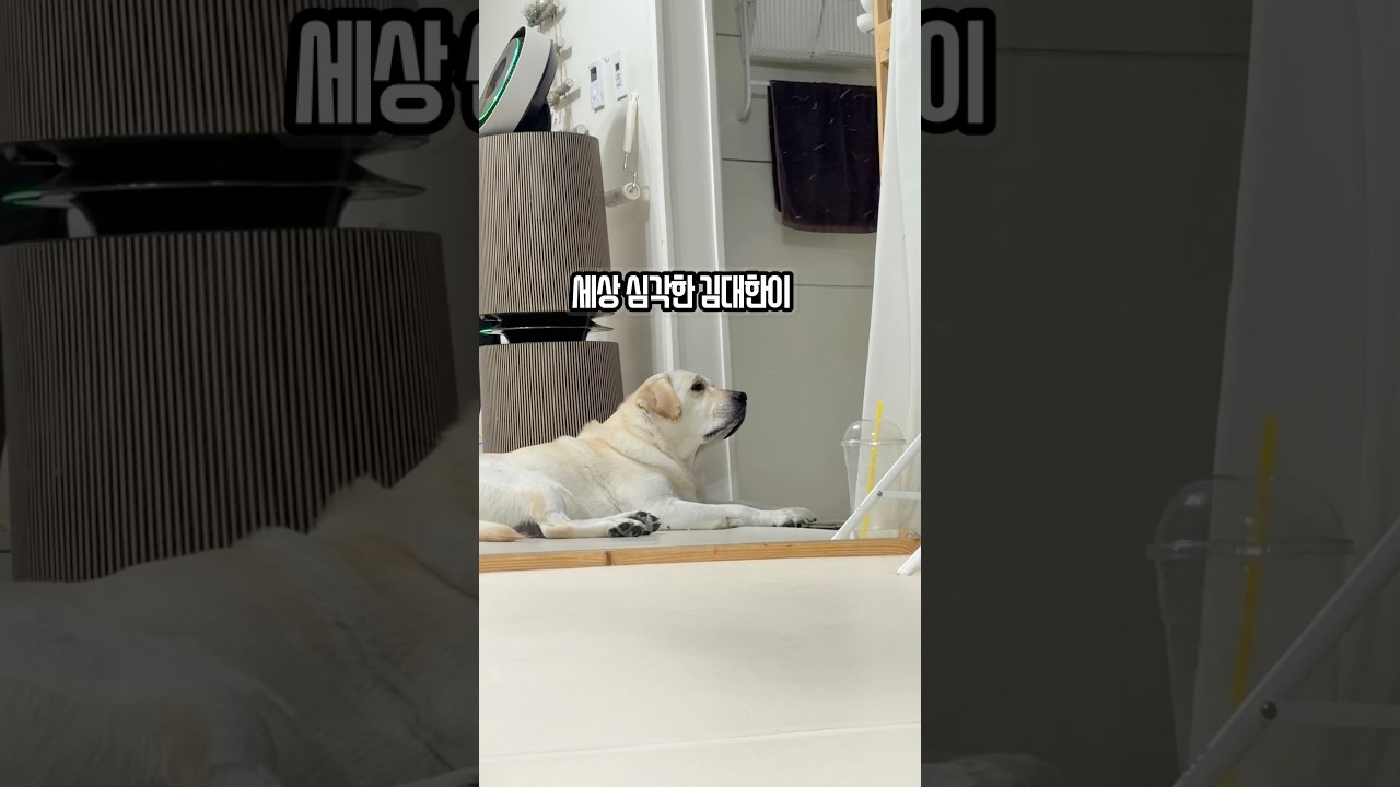 엄마가 잘못했네…🤦♀️😅덩치값 못하는 김대한이 #비닐보고놀란가슴 #강아지도가족입니다